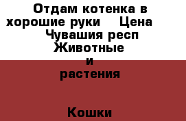 Отдам котенка в хорошие руки. › Цена ­ 1 - Чувашия респ. Животные и растения » Кошки   . Чувашия респ.